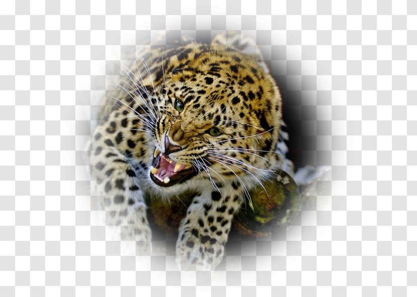 Leopard Jaguar Cheetah Felidae Bengal Cat - Carnivoran Transparent PNG