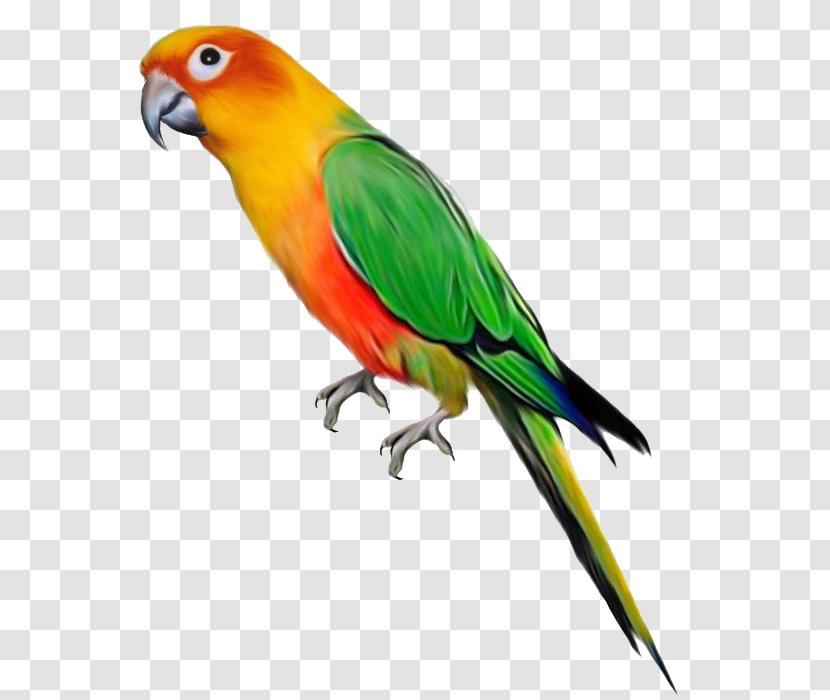 Parrot Bird Clip Art - Scarlet Macaw - File Transparent PNG