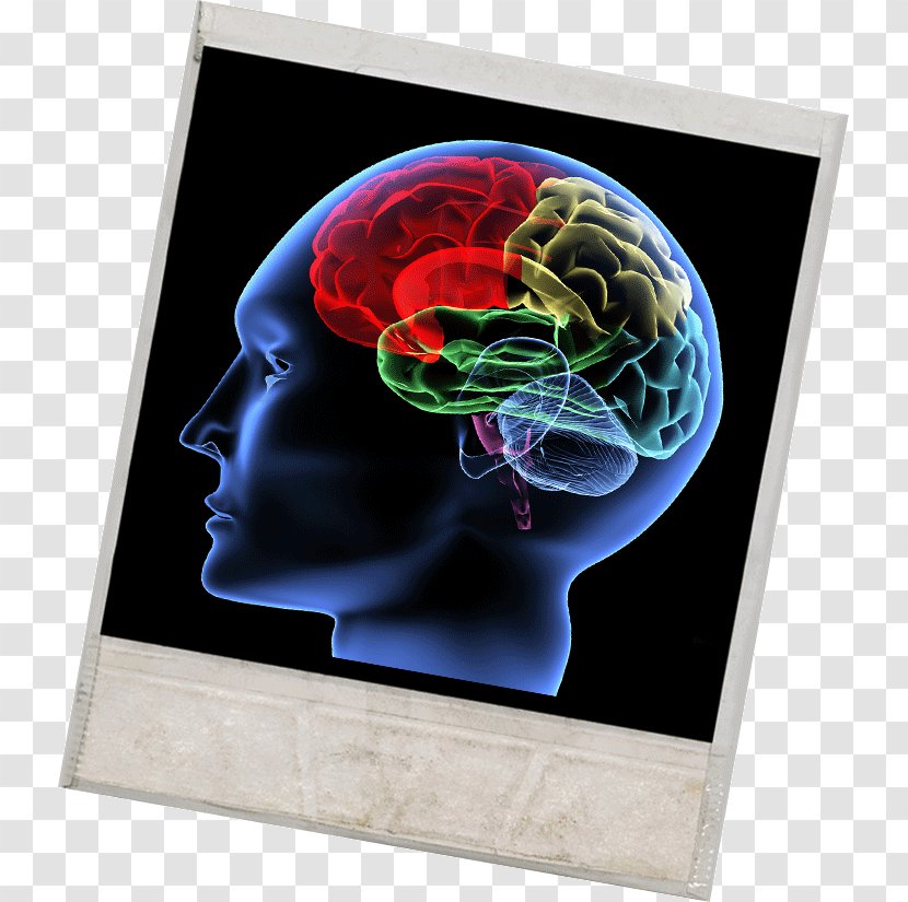 Human Brain Cognition Neuroscience Concept - Individual - Attention Deficit Hyperactivity Disorder Transparent PNG