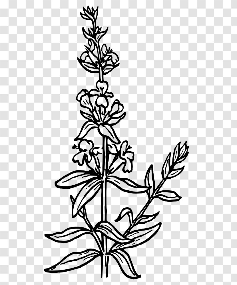 Clip Art Drawing Free Content Vector Graphics - Pedicel - Hyssop Flower Transparent PNG