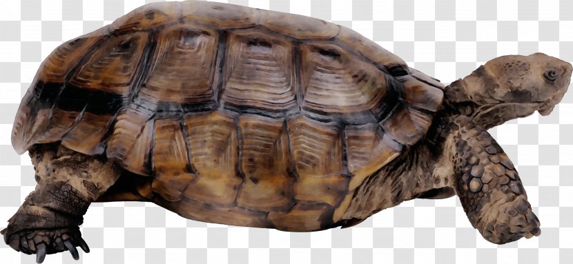 Tortoise Turtle Pond Reptile Box - Desert Gopher Transparent PNG