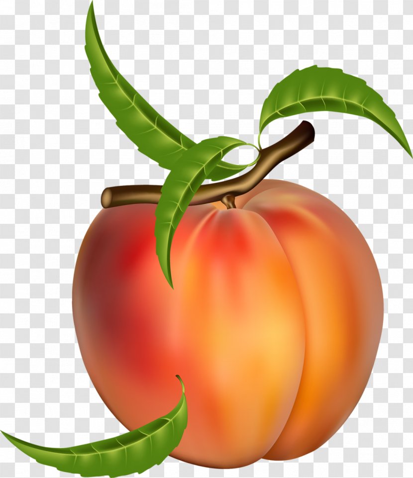 Peach Fruit Clip Art Vector Graphics Image - Tomato - Berry Watercolor Transparent PNG