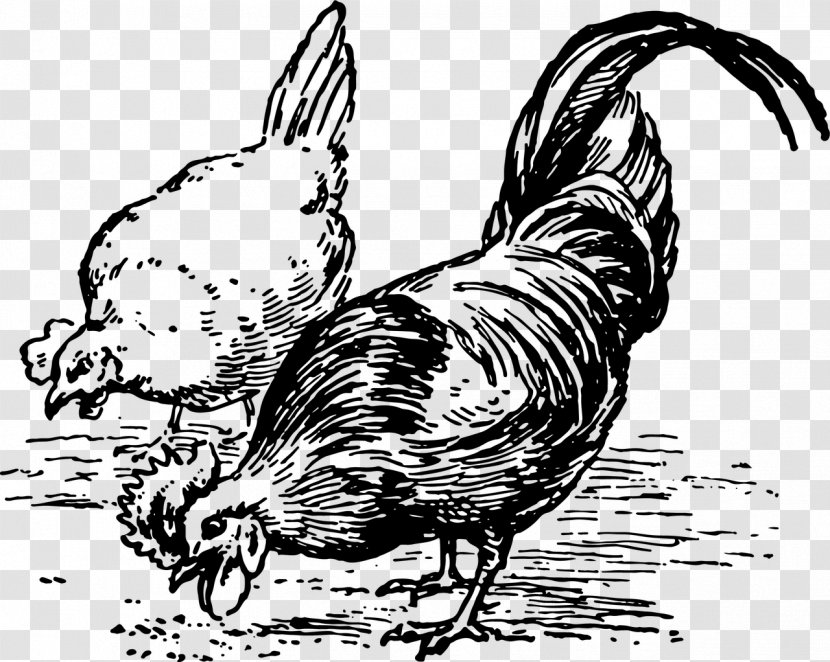 Silkie Chicken As Food Eating Clip Art - Tail - Beak Transparent PNG