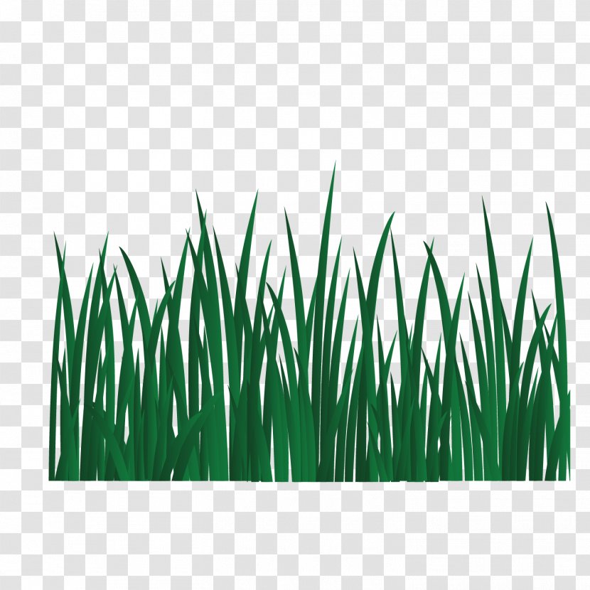 Grasses Energy Green Font - Plant - Vector Grass Transparent PNG