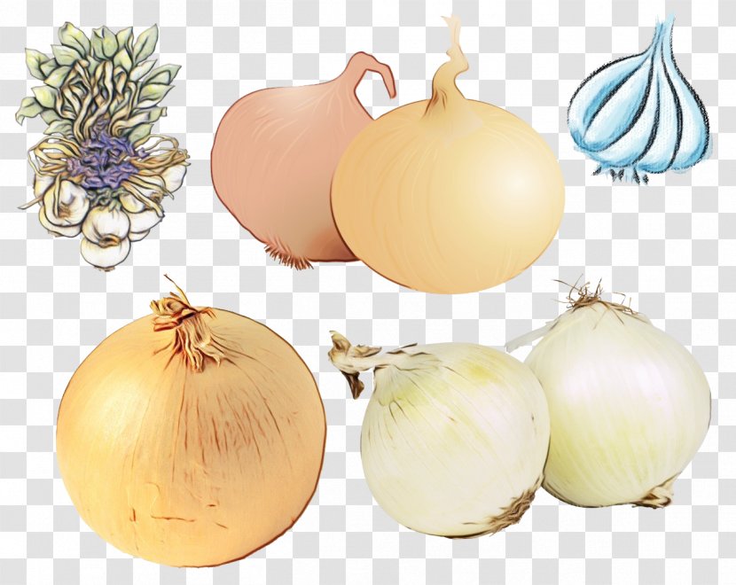 Onion Vegetable Yellow Food Plant - Amaryllis Family Shallot Transparent PNG