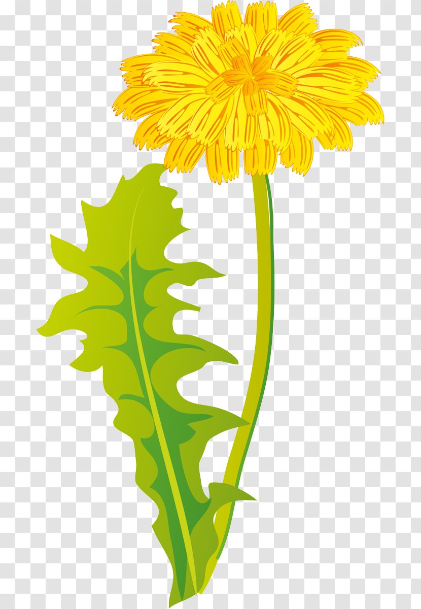 Sunflower - Flower - Daisy Family Cut Flowers Transparent PNG