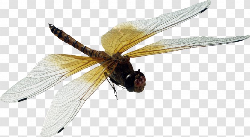 Opera Dragonfly Damselfly Web Development Tools Titan - Silhouette Transparent PNG