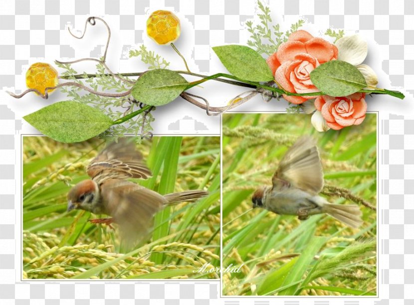 Beak Fauna Wildlife Flower Branching - Grass - RANSEL Transparent PNG