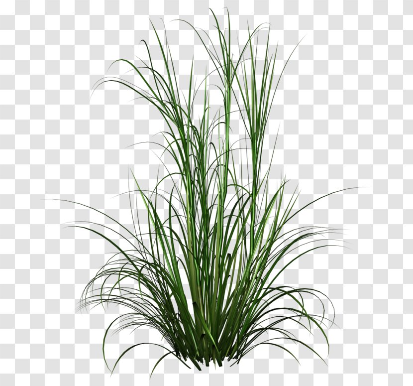 Purple Fountain Grass Lawn Grasses - Flower - Watercolor Plant Transparent PNG
