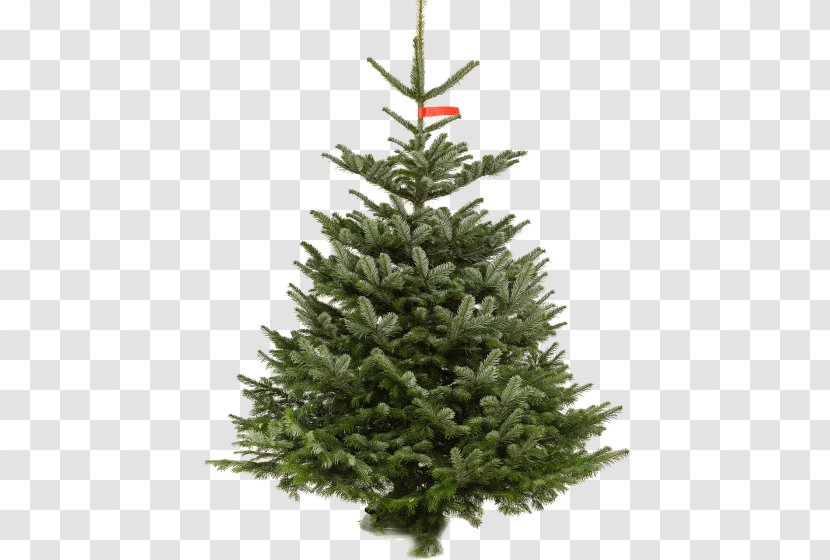 Fraser Fir Artificial Christmas Tree Day National Company - Norway Decoration Nordmann Transparent PNG