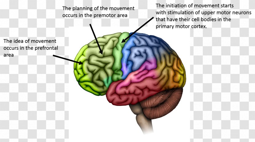 Lobes Of The Brain Cerebral Cortex Motor Cerebrum - Watercolor - Primary Transparent PNG