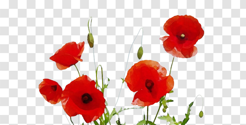 Flower Coquelicot Red Petal Poppy Transparent PNG