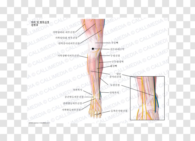 Thumb Nerve Ankle Crus Human Anatomy - Flower - Tree Transparent PNG