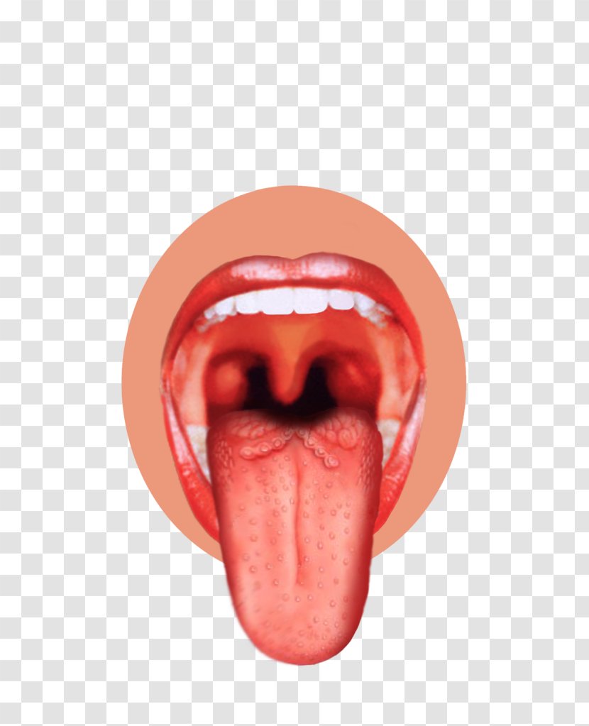 Taste Bud Tongue Map Sense - Cartoon Transparent PNG