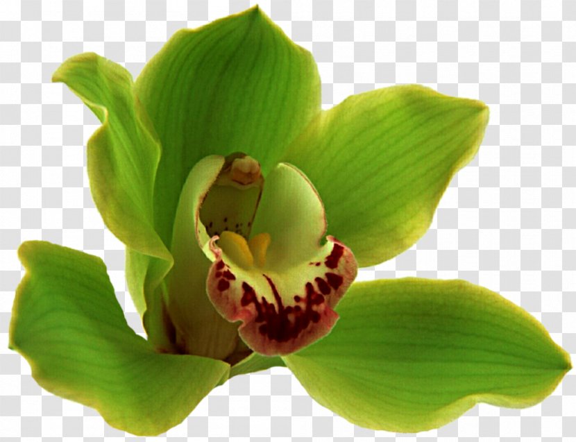 Cypripedium Flower Boat Orchid Moth Orchids Plant Stem - Green Floral Transparent PNG