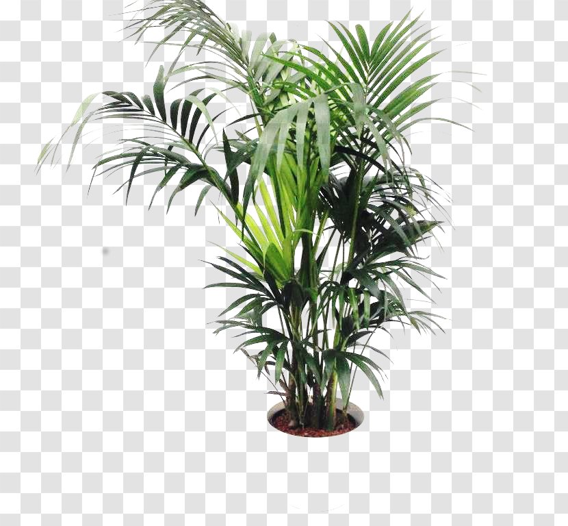 Oil Palms Flowerpot Houseplant Plant Stem - Elaeis Transparent PNG
