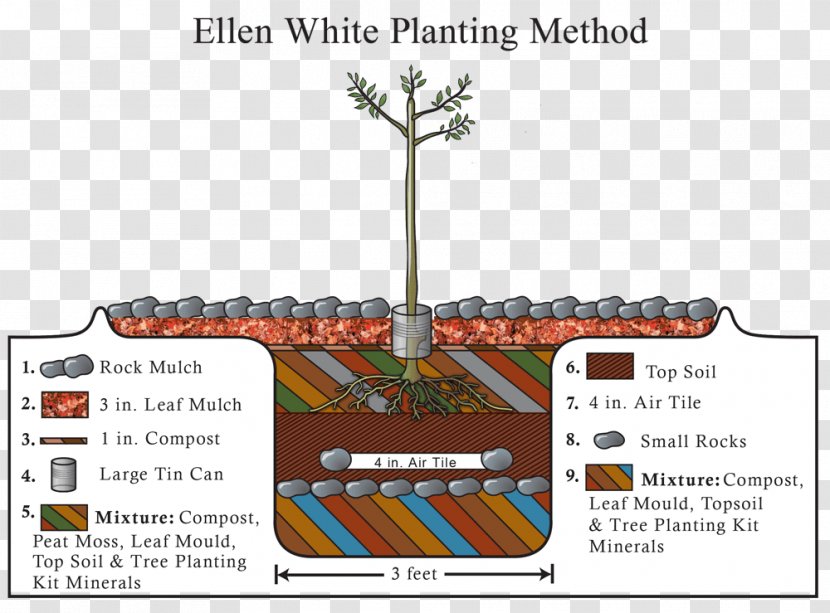 Country Living Tree Planting Sowing Gardening - Plant Transparent PNG