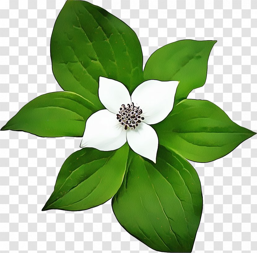 Green Flower Transparency White Drawing - Magnolia Family Wildflower Transparent PNG