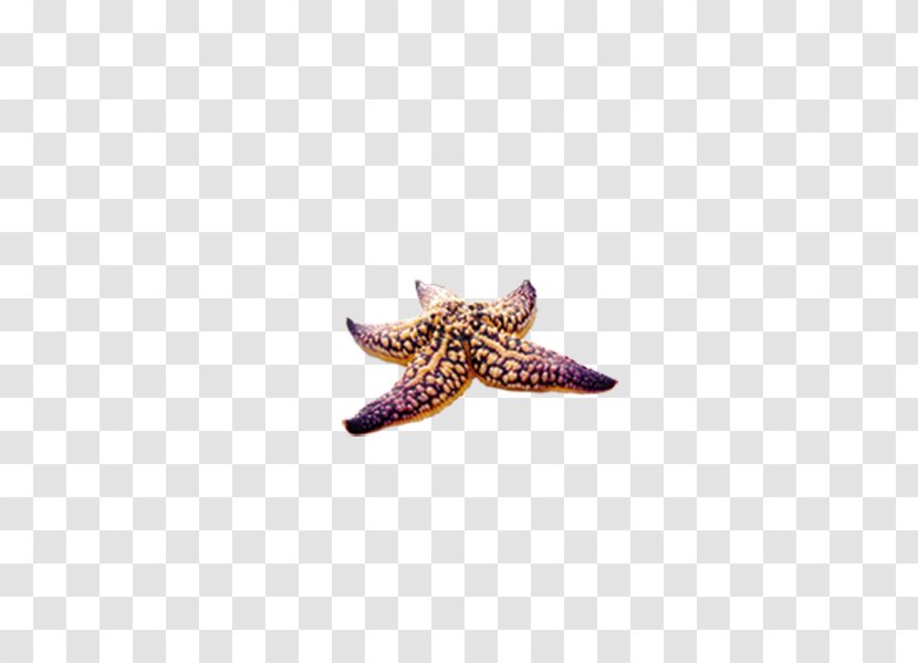 Starfish Purple Seashell Yellow - Sea Snail Transparent PNG