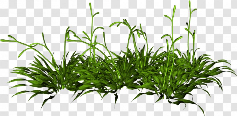 Houseplant Plants Flower Lawn - Weeping Fig Transparent PNG
