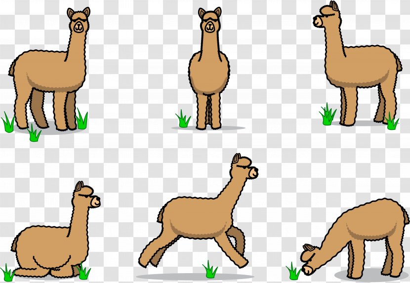 Stick Figure Alpaca - Arabian Camel Transparent PNG