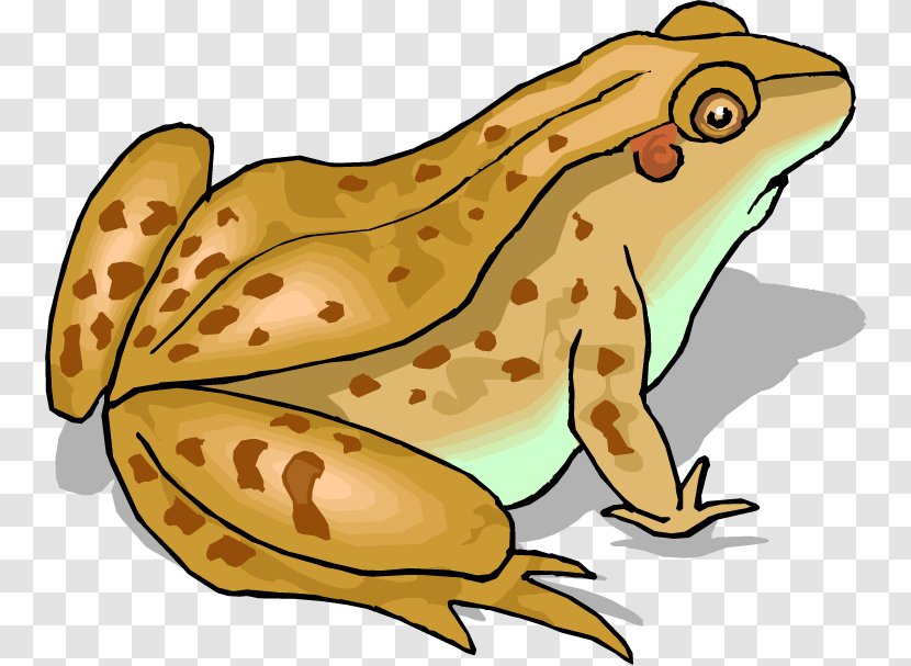 Frog And Toad Clip Art - Terrestrial Animal Transparent PNG