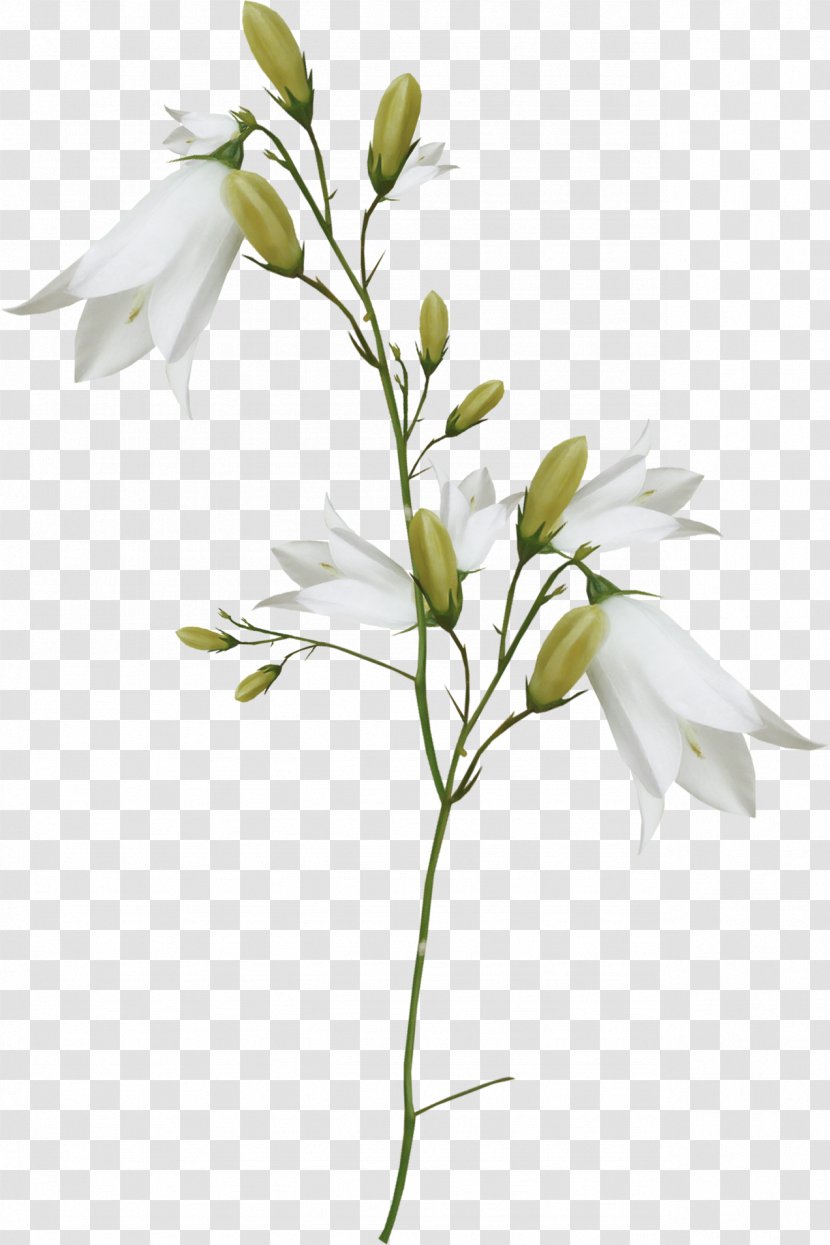 Lilium Flower Clip Art - Bud - White Lily Flowers Transparent PNG