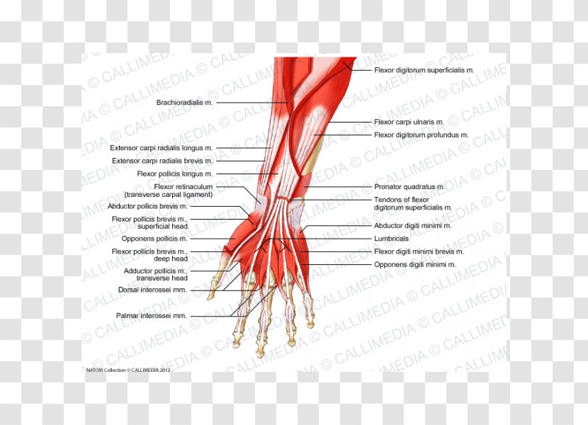 Anterior Compartment Of The Forearm Muscle Muscular System Anatomy - Heart - Arm Transparent PNG