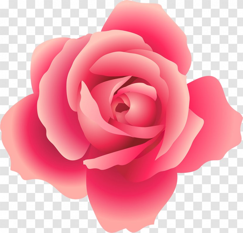 Rose Clip Art - Order - Pink Transparent PNG