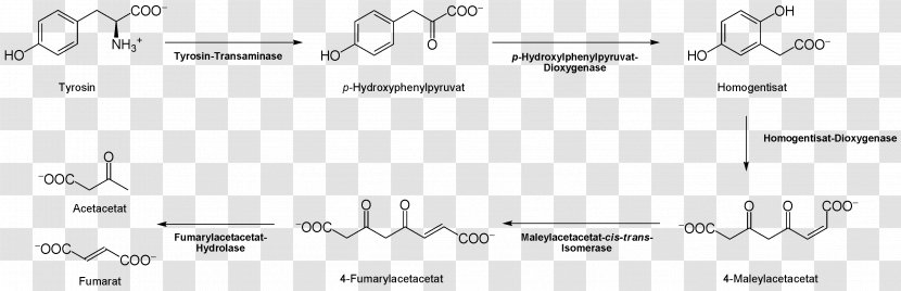 Tyrosine Citric Acid Cycle Thyroxine Proteinogenic Amino 3-O-Methyldopa - Cartoon - Degrade Transparent PNG
