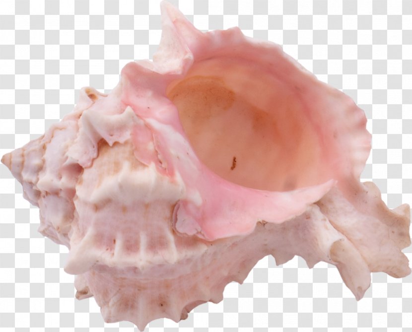 Shankha Seashell Sea Snail Conch - Flower Transparent PNG