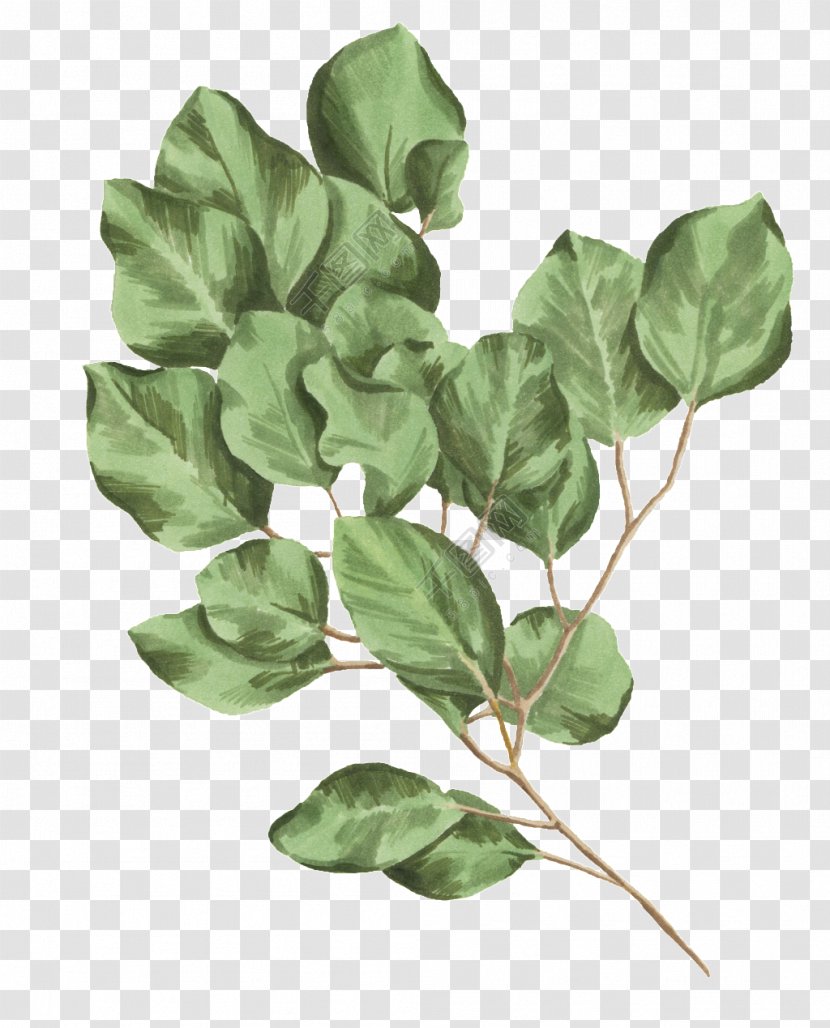 Botanical Illustration Leaf Image Botany - Ivy - Pretty Green Transparent PNG