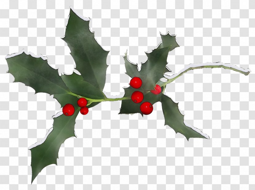 Holly - Hollyleaf Cherry - Tree Transparent PNG