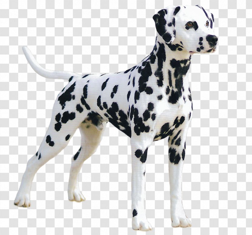 Dalmatian Dog Breed Companion Great Dane Puppy Transparent PNG