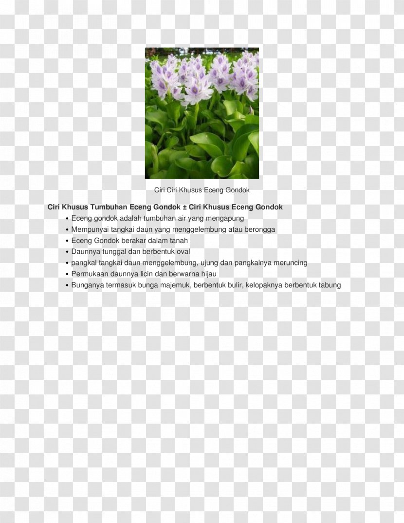 Flowering Plant Font - Flora - Ciri Transparent PNG