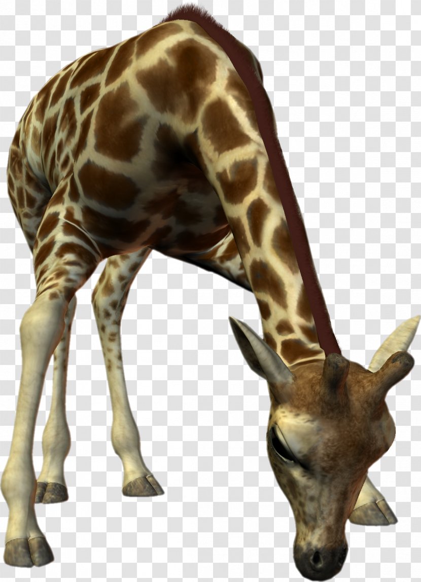 Northern Giraffe Kiri Blog Animal - Chipped Transparent PNG
