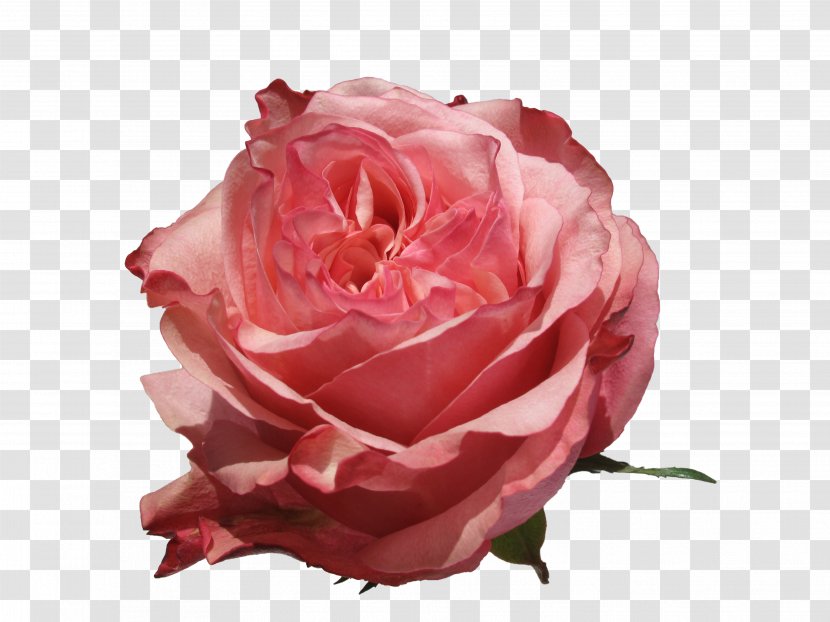 Garden Roses Centifolia Flower Petal - Salmon Color - Rose Transparent PNG