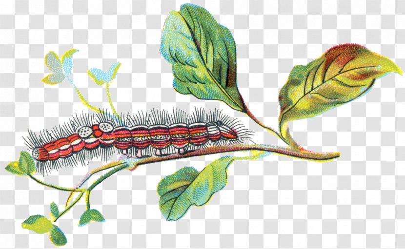 Caterpillar The Secret Of Childhood Yellow-tail Sensitive Periods - Leaf Transparent PNG