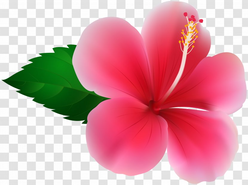 Hibiscus Flower Royalty-free Clip Art - Drawing - Pink Flowers Transparent PNG