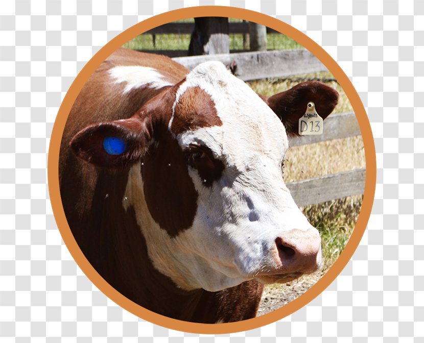 Dairy Cattle Calf Ear Tag - Snout - Paddock Transparent PNG