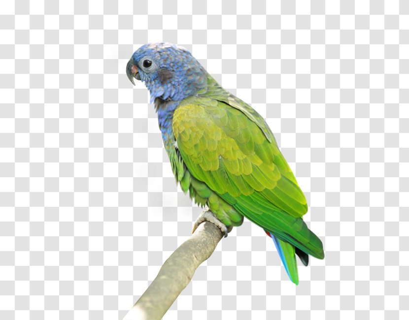 Parrot Lovebird - Hyacinth Macaw Transparent PNG