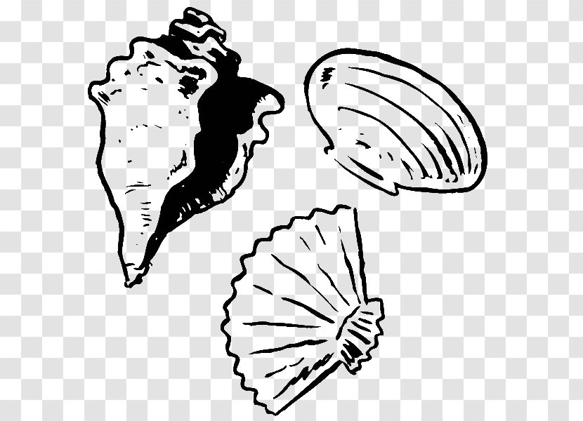 Clam Seashell Coloring Book Drawing Oyster - Flower Transparent PNG