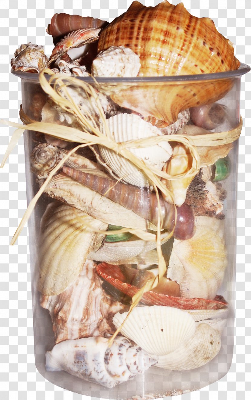 Seashell Mollusc Shell Bivalvia Clip Art - Clams Oysters Mussels And Scallops - Bottle Conch Scallop Transparent PNG