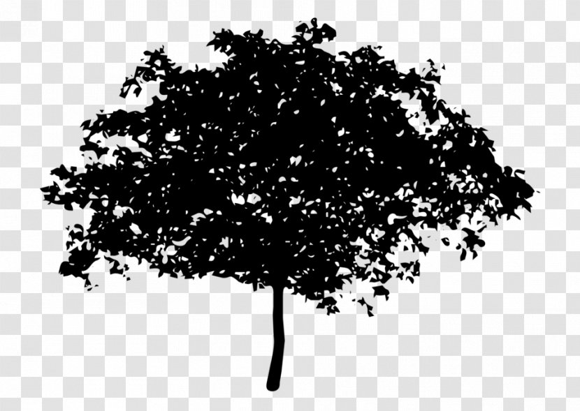 Tree Oak Magnolia Coast Redwood Clip Art - Monochrome Photography Transparent PNG