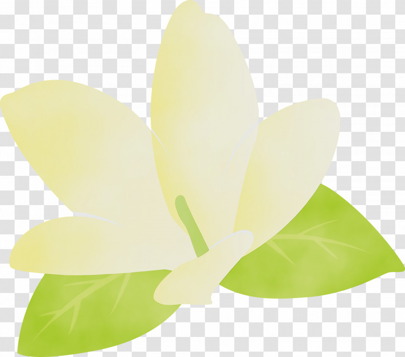 Leaf Petal Green Flower Science Transparent PNG