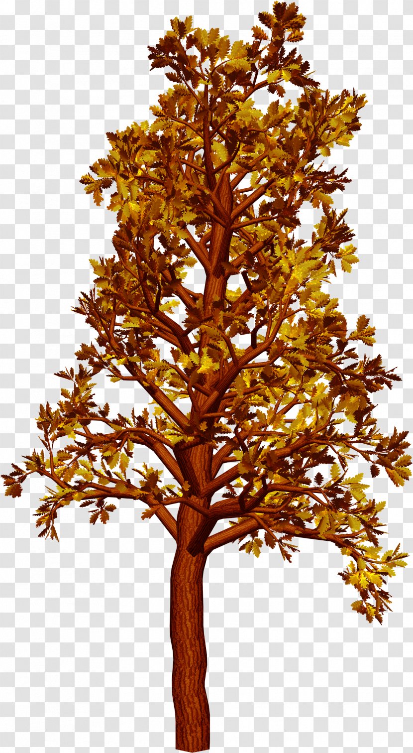 Autumn Tree - Deciduous Transparent PNG