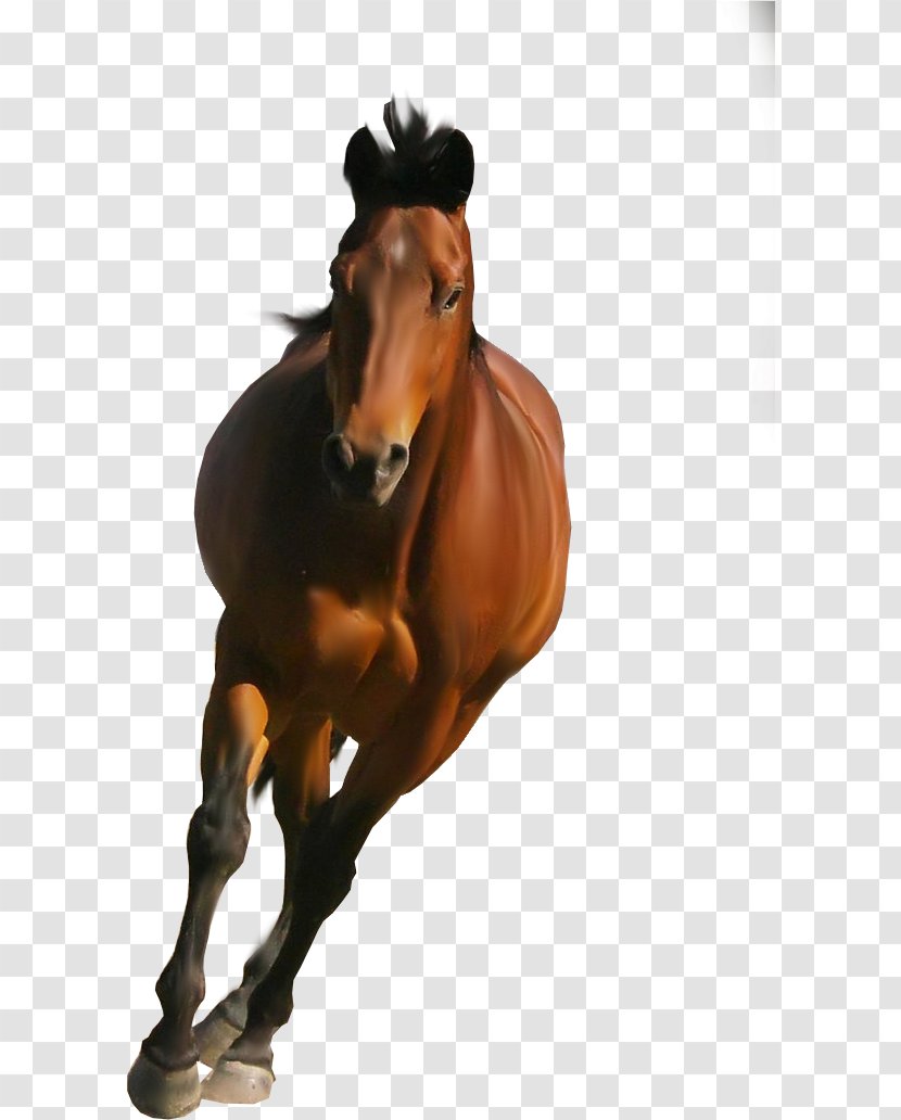 Horse Cartoon - Supplies - Bridle Rein Transparent PNG