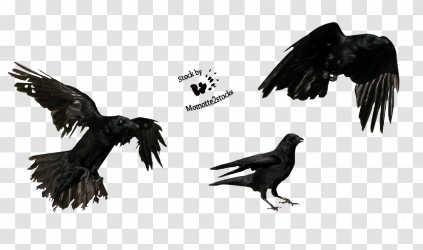 American Crow Tattoo Three Crows - Animal - Flying Transparent PNG