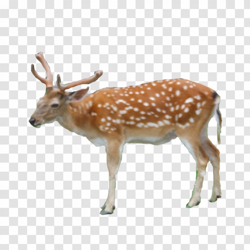 Reindeer Red Deer White-tailed Sika - Horn - FIG Transparent PNG