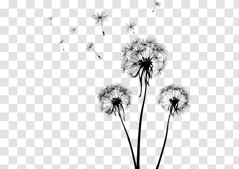 Dandelion Flower Black-and-white Plant - Wildflower Stem Transparent PNG
